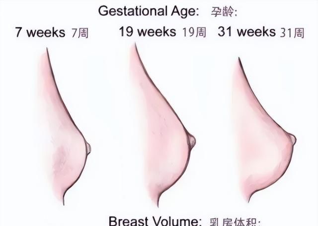 越看越像胸下切口，明星“二次发育”是怎么回事？