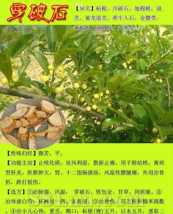 穿破石有什么功效(穿破石的果实功效与作用)图3