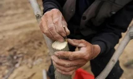 用什么树嫁接柿子,海棠树可以嫁接柿子吗图2