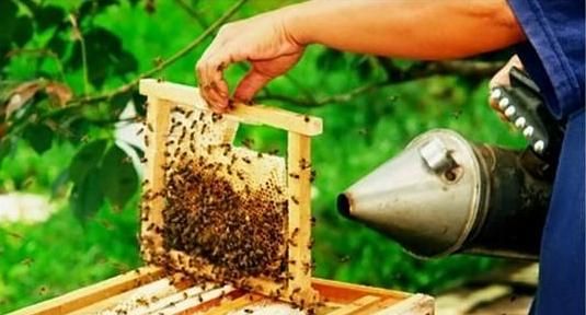 如何扫蜂取蜜(排蜂取蜜)图2