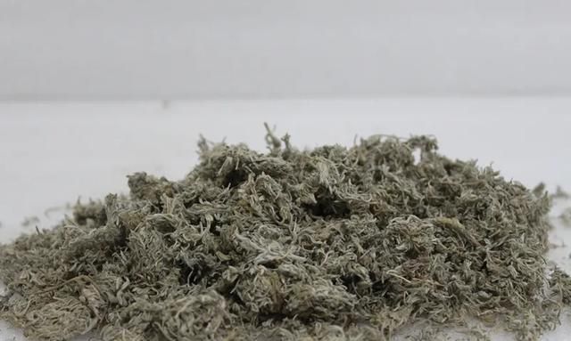 茵陈，让人爱不释手的祛湿野菜，清热解毒，利湿退黄，温里助阳..