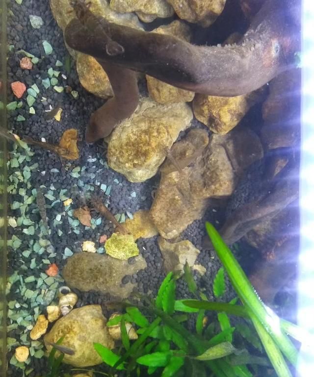 吸鳅吃什么(吸鳅的食物)图3