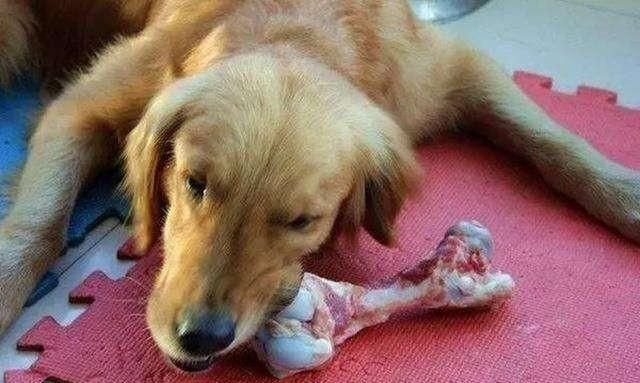 狗狗什么时候吃钙粉好(狗狗什么时候开始要喂钙粉)图7