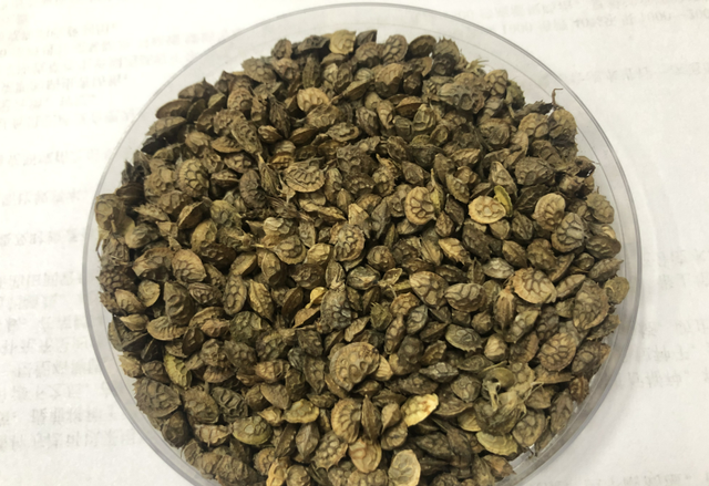 驴食草-反刍动物牛、羊、驴吃不胀肚，饲养价值高，亩产达6000kg