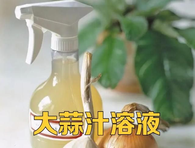 分享一份驱虫好物：“大蒜汁”，附带详细的制作教程，花、草可用