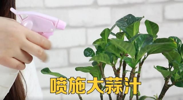 分享一份驱虫好物：“大蒜汁”，附带详细的制作教程，花、草可用