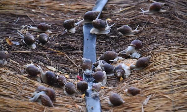 小小蜗牛重塑残疾人生 他的目标是带领更多残疾人自立自强