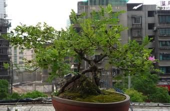 野生刺梨盆景(刺梨盆景枯萎了怎么办)图9