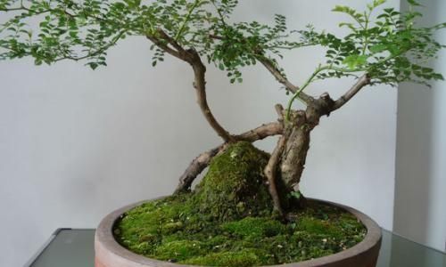 野生刺梨盆景(刺梨盆景枯萎了怎么办)图10