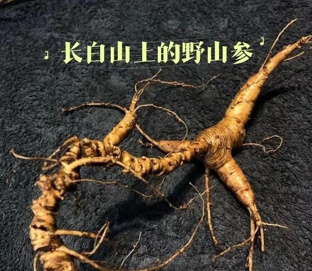 人参应该怎样选购？别划走，千万别上当啦！