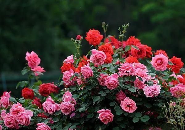 怎么养好月季花,室内月季花怎么养图3