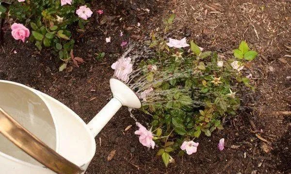 怎么养好月季花,室内月季花怎么养图4