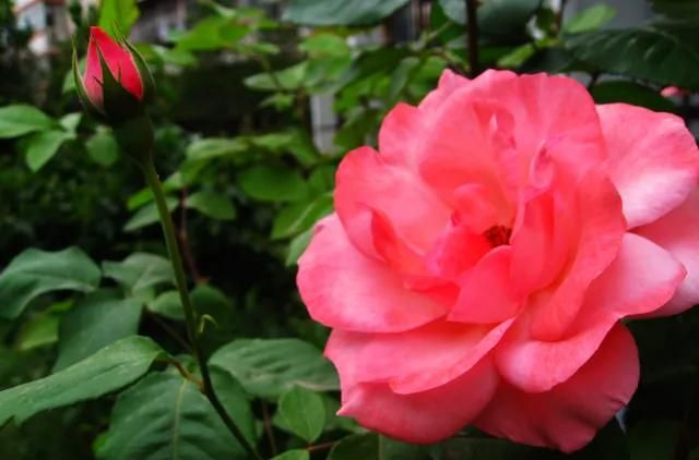 怎么养好月季花,室内月季花怎么养图5