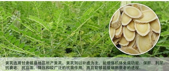 她天天用黄芪泡水喝，半月后身体有大的改观