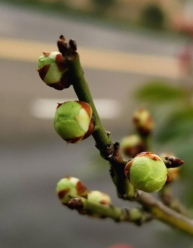 一味疏肝理气的中药：上治梅核气，下治胁肋胀痛｜梅花：绿萼梅