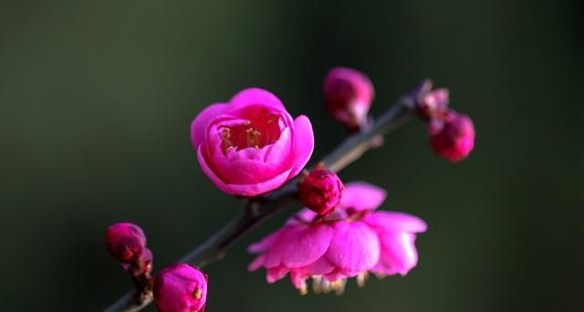 一味疏肝理气的中药：上治梅核气，下治胁肋胀痛｜梅花：绿萼梅