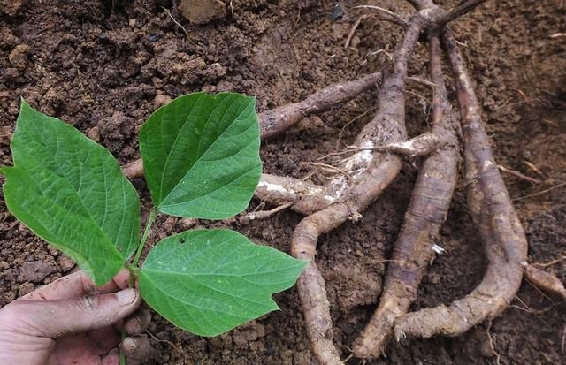 葛：根叶茎花都入药 全身是宝用处多 葛根升阳止泄泻