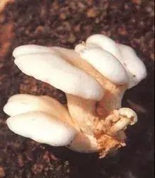 中药图片大全与功效