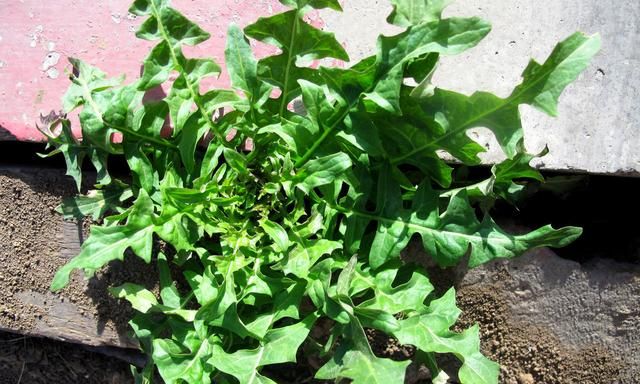 这3种野菜，是春天的“养生之王”，错过又要等明年
