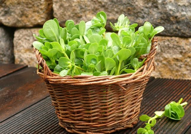 这3种野菜，是春天的“养生之王”，错过又要等明年