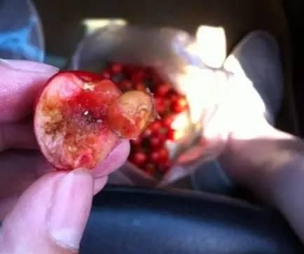 生活大求真樱桃果肉中有“蛆虫”，是真的吗？