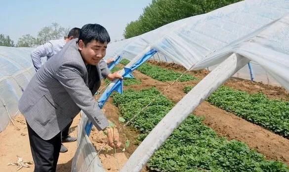 面薯怎么种植,面薯怎么种植图1