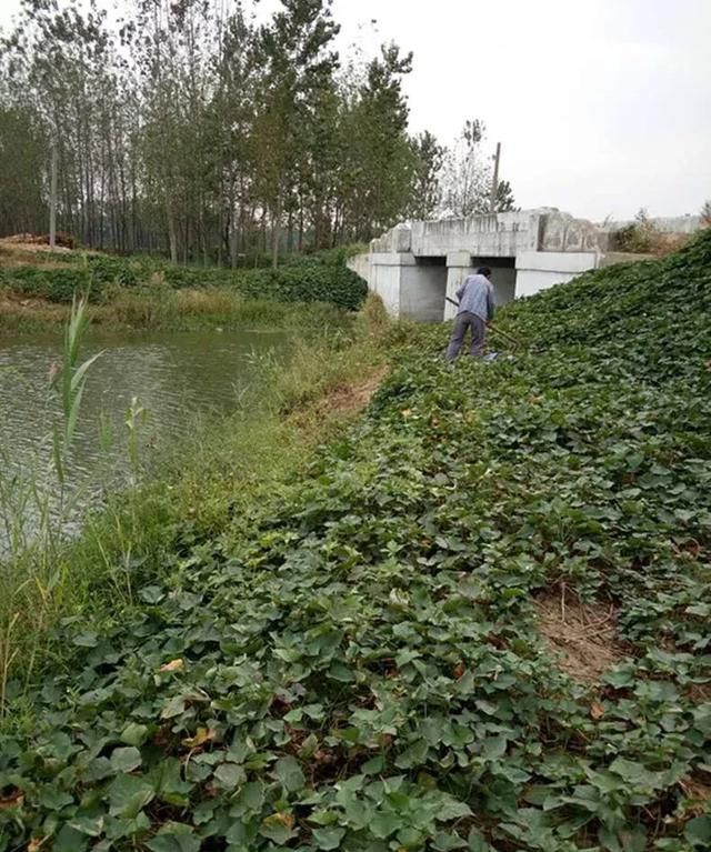 面薯怎么种植,面薯怎么种植图7