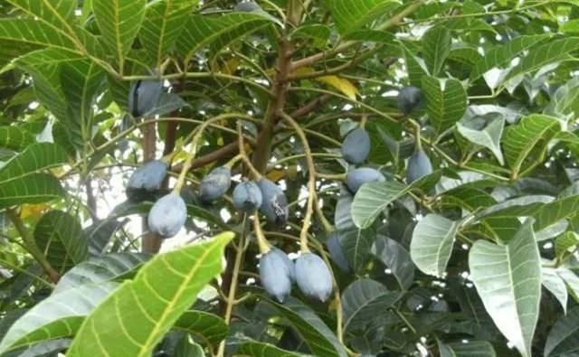 关于乌榄的种植知识有哪些呢,种植乌榄前景如何图2