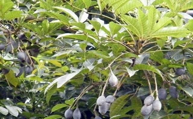 关于乌榄的种植知识有哪些呢,种植乌榄前景如何图3