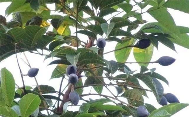关于乌榄的种植知识有哪些呢,种植乌榄前景如何图4