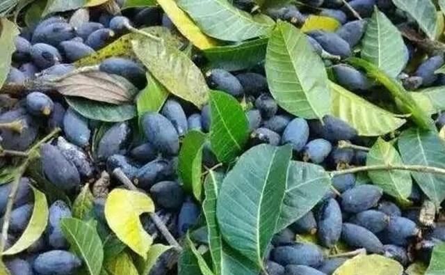 关于乌榄的种植知识有哪些呢,种植乌榄前景如何图5