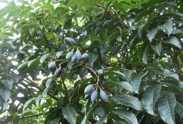 关于乌榄的种植知识有哪些呢,种植乌榄前景如何图7