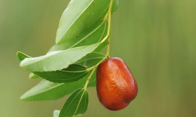 枣树的根系生长发育有什么特性呢图1