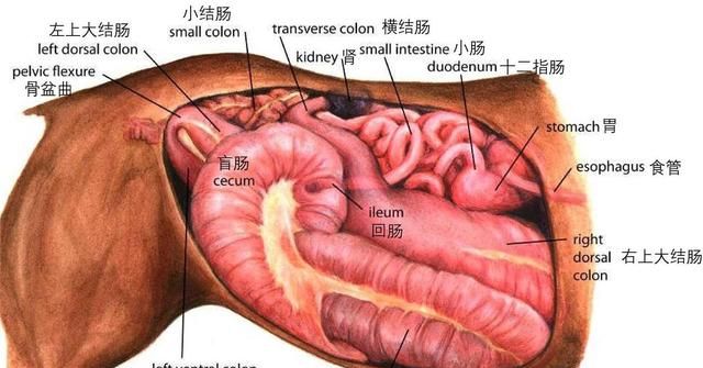 明明马肉的营养更加丰富，为何它不像牛羊肉那样，受人们欢迎呢？