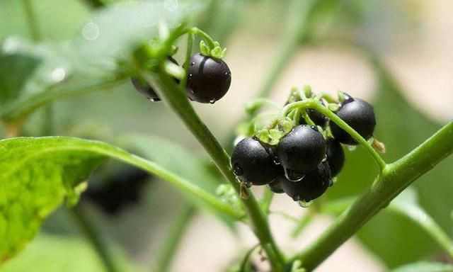 钓友们到户外钓鱼，遇到这4种野生植物最好别“招惹”，有毒