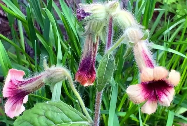 钓友们到户外钓鱼，遇到这4种野生植物最好别“招惹”，有毒