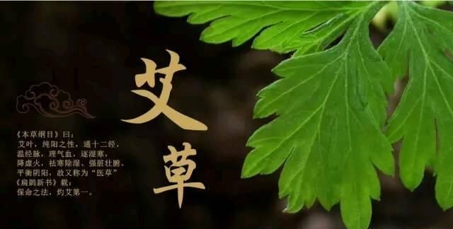 艾花是什么样的,有什么功效和作用图7