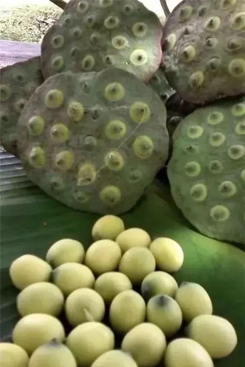 「吃货涨姿势」莲子心太苦？用来泡茶太美味了！还能防治失眠，夏日消暑静心必备！