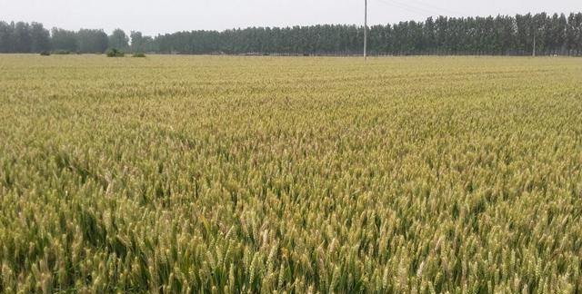 农田小麦正值灌浆,如何制作麦仁汤图1