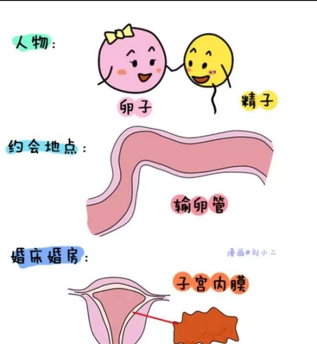 72小时紧急避孕药对身体的危害图4
