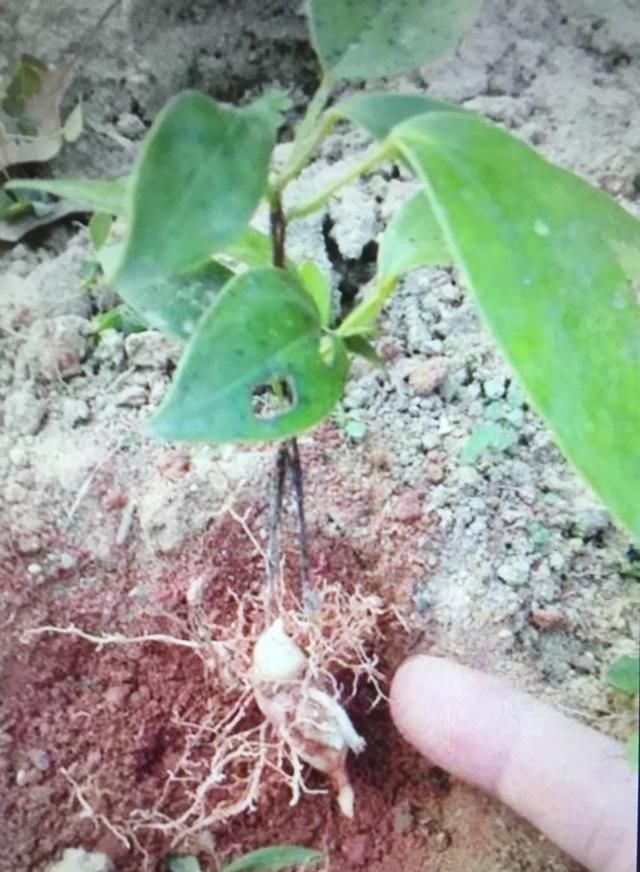 买回来的土茯芩发芽后可以种植吗图1