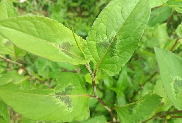 老人口中的“祛湿草”，农村路旁就有，儿时当零食吃，如今很珍贵
