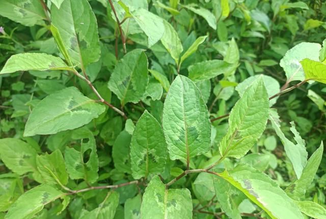 老人口中的“祛湿草”，农村路旁就有，儿时当零食吃，如今很珍贵