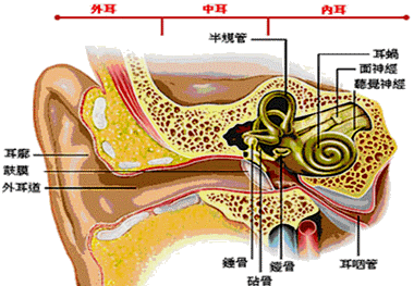 治疗外耳道炎及中耳炎的药物选用