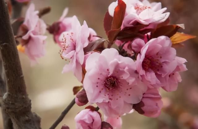 云南人春吃百花的江湖传说是什么样的