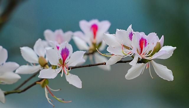 云南人春吃百花的江湖传说是什么样的