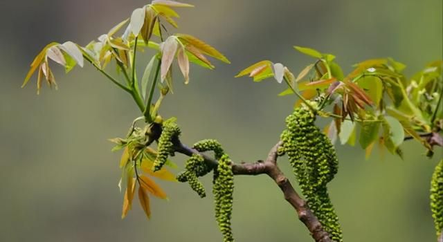 云南人春吃百花的江湖传说是什么样的