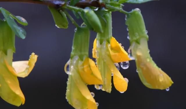 云南人春吃百花的江湖传说是什么样的