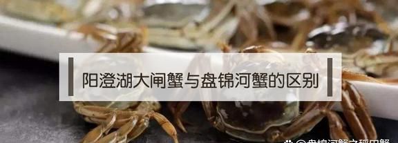 盘锦的河蟹真的好吃吗(盘锦河蟹大的好吃还是小的好吃)图9
