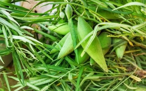含钙量比牛奶高的蔬菜